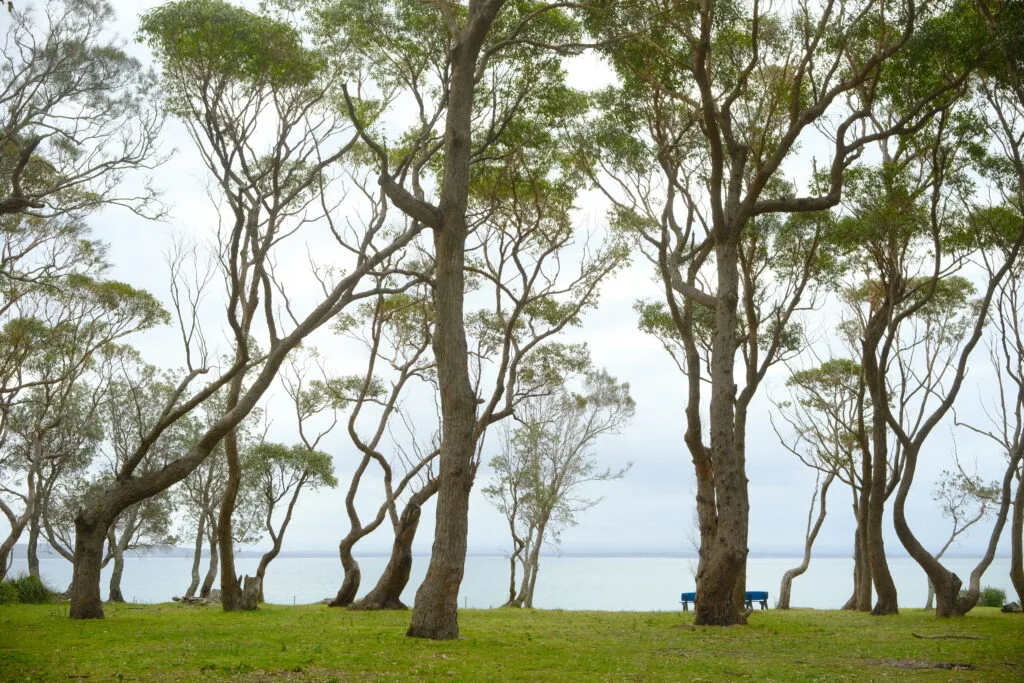 Mallee Eucalyptus trees reaching for the sky.