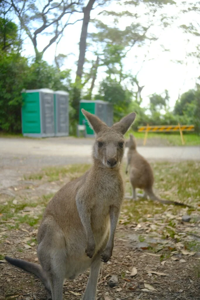 A kangaroo stares into the camera with another one staring into the distance.