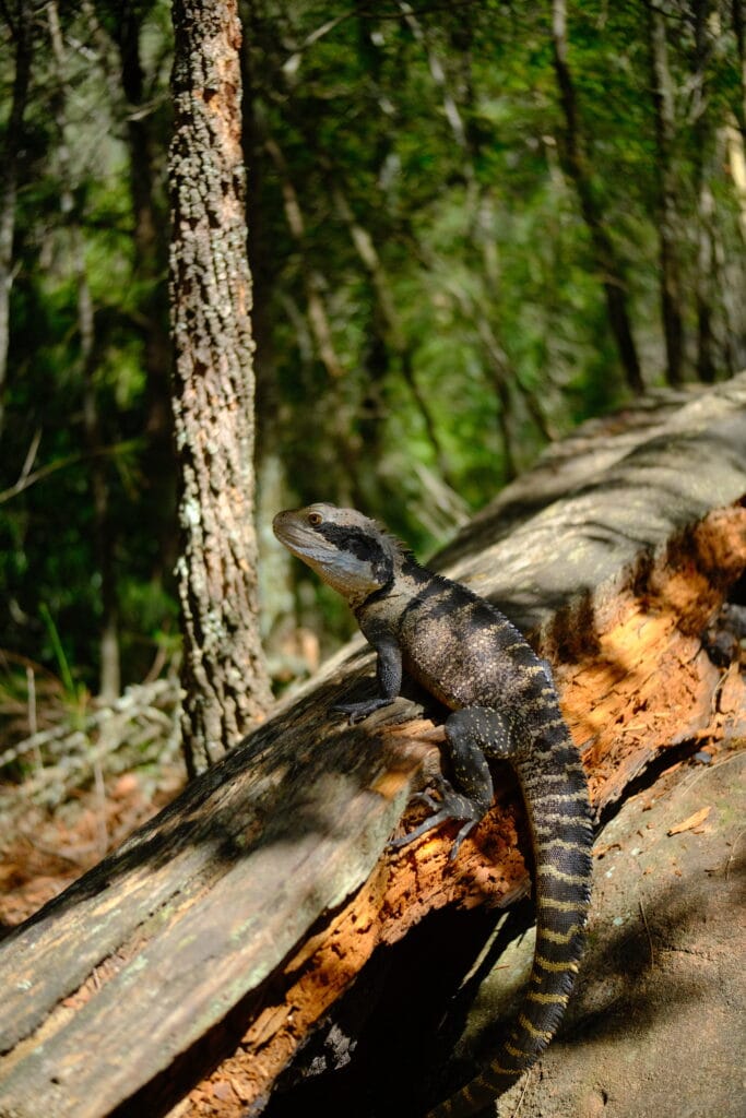 Eastern water dragon, basking in sun