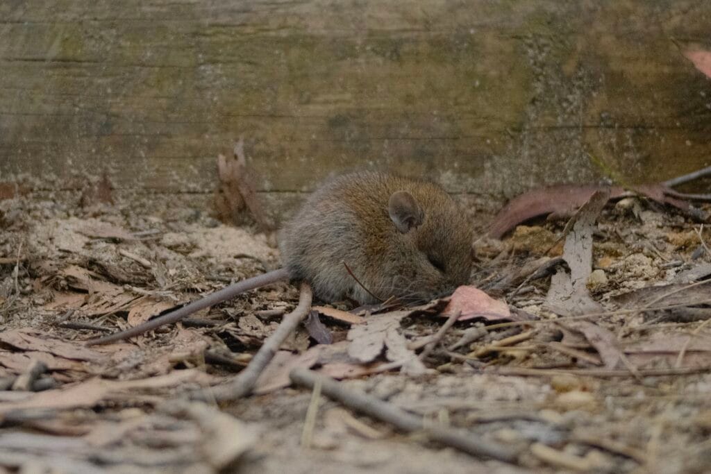 Brown Antechinus, mouse-like creature with its eyes closed sleeping