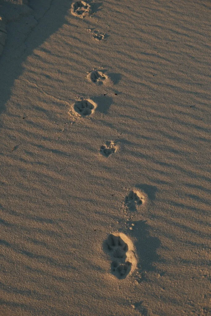 dingo foot steps