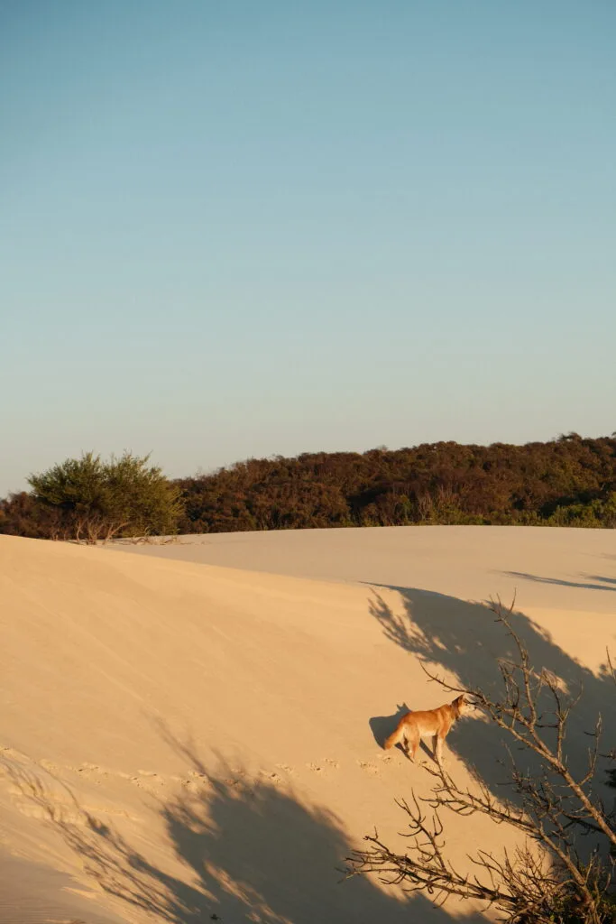 single dingo staring into the distance during sunset