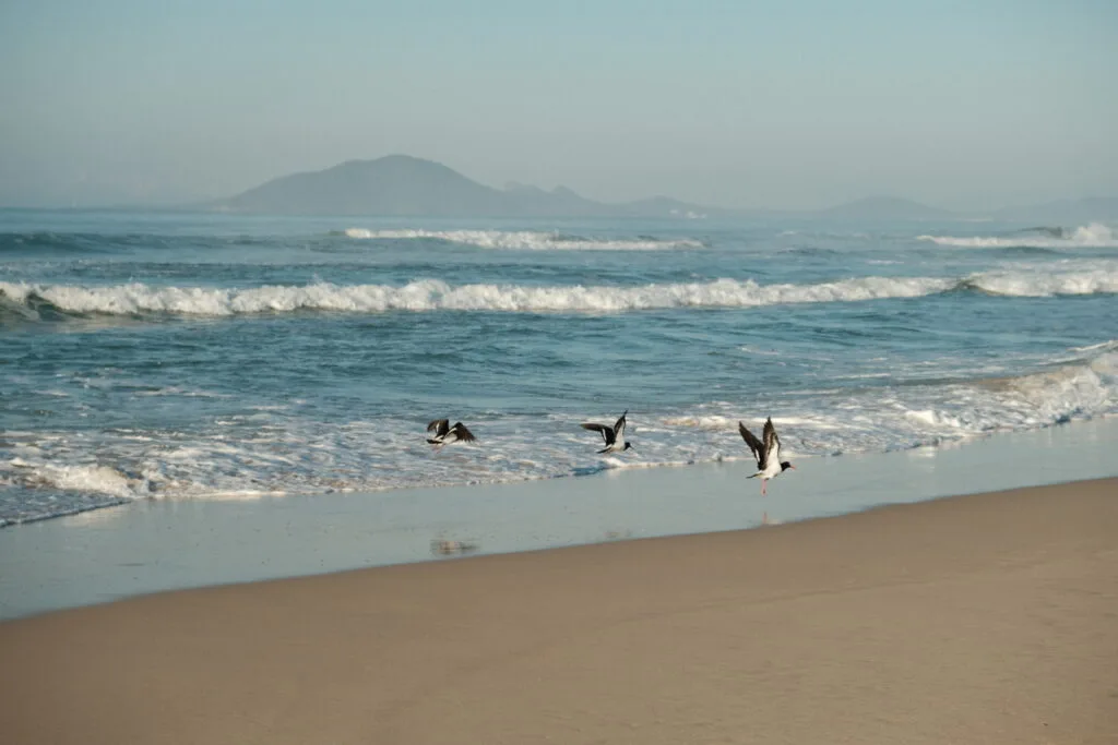 3 birds taking flight on the coast