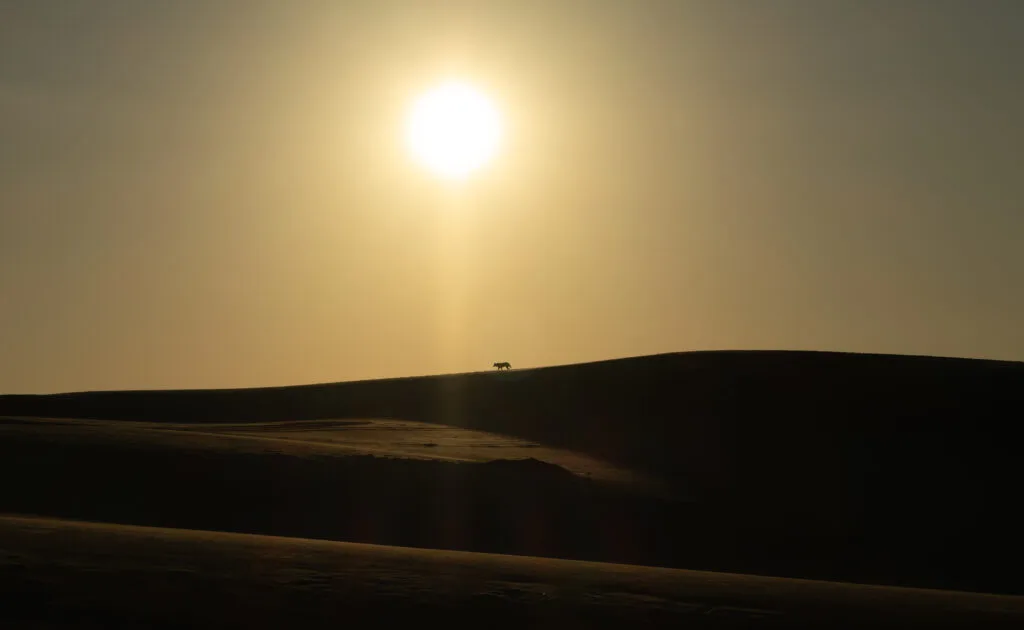 silhouette of a lone dingo during sunrise on top of the sand dunes