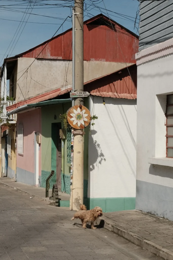 A cute, brown dog urinating on a street sign in Flores, Petén