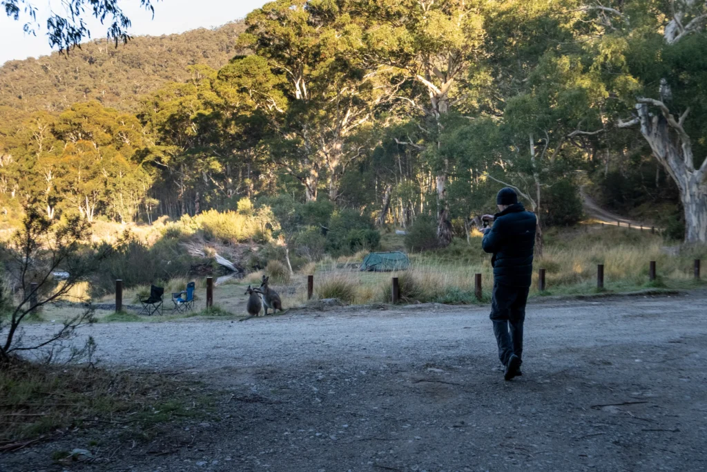 My friend taking a picture of two wallabies fighting