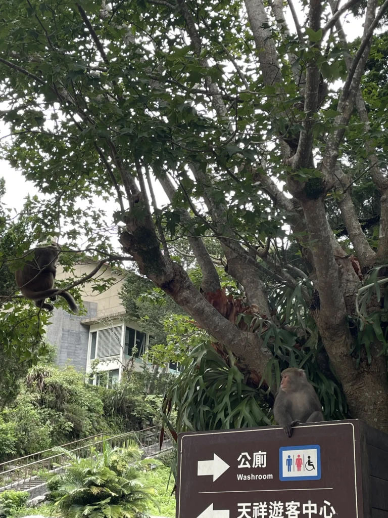 Monkeys sitting on sign