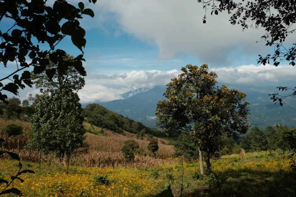 Green fields of Acatenango with blue sky.