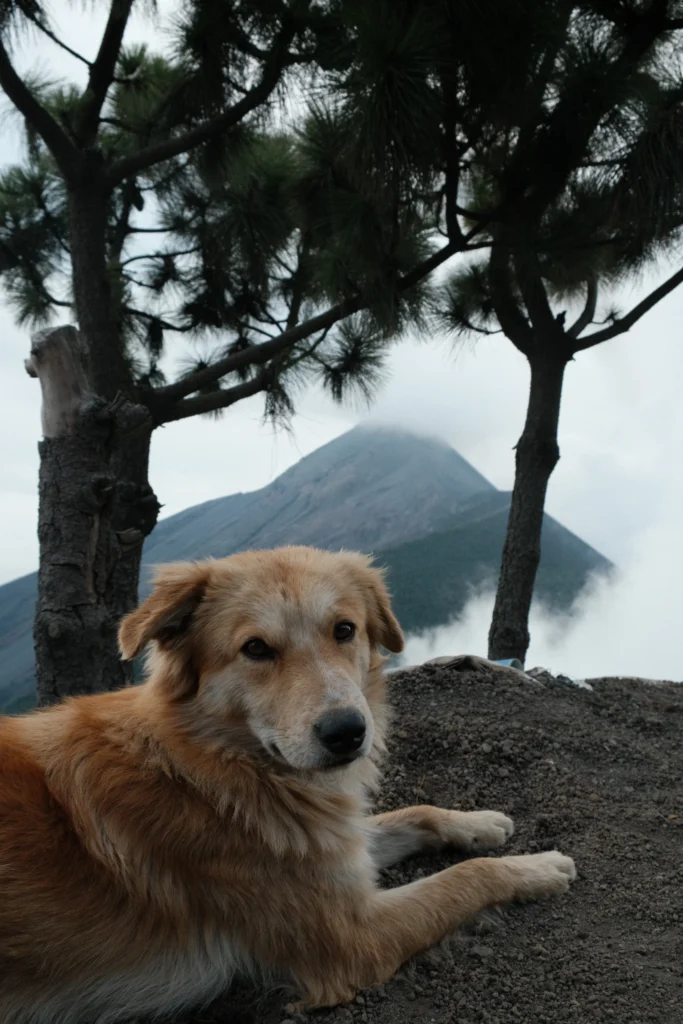 Dog smiling and camera