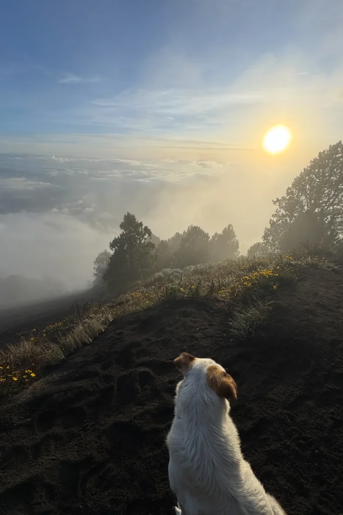 Dog looking at sunrise