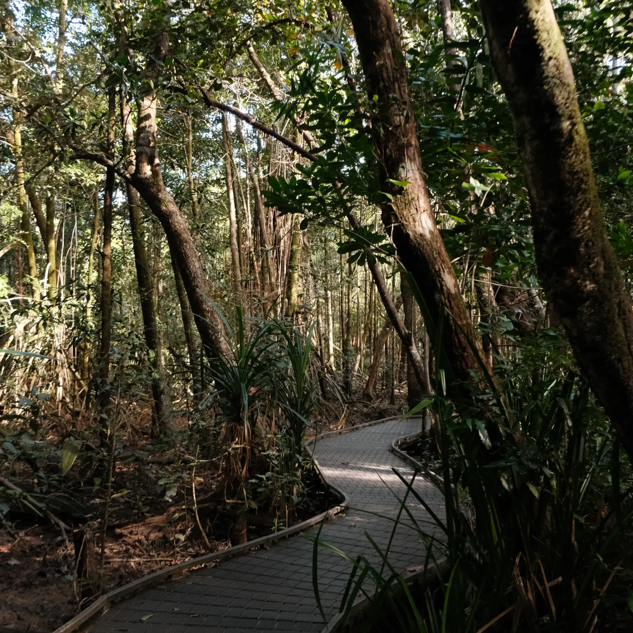 The boardwalk path in the Daintree Rainforest