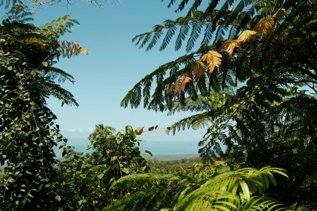 Vibrant green fauna obscures the view of the ocean in the Daintree Rainforest