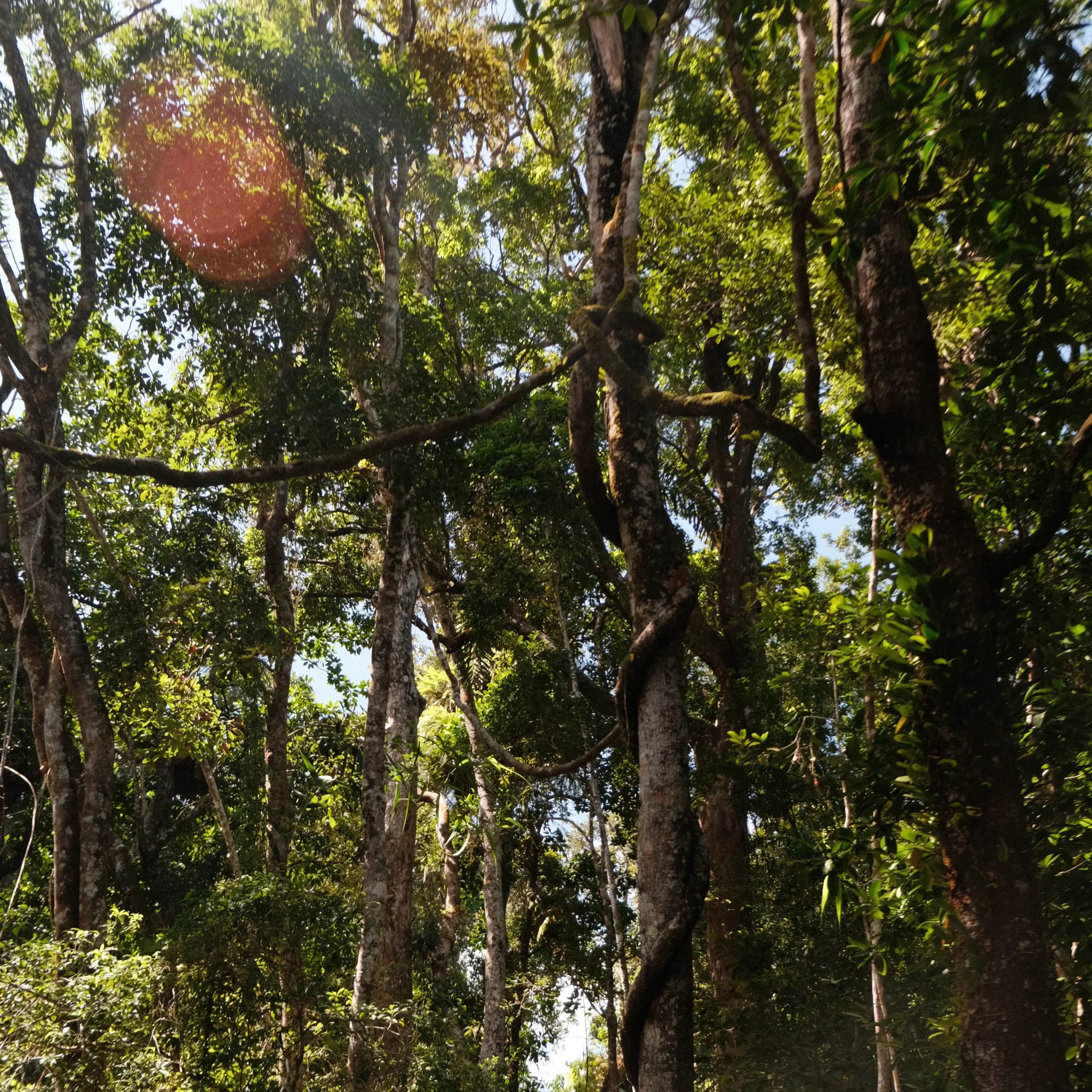 Vines strangling high trees in the Daintree