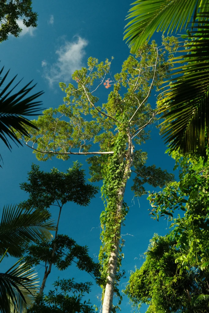 Vibrant green vines climb a tall tree stretching to the sky in the Daintree