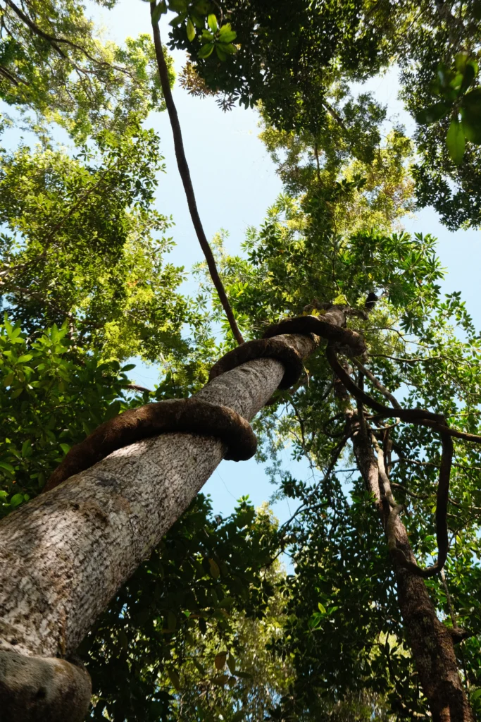 A thick brown vine suffocates a tree in the Daintree