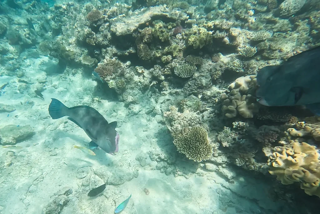 Maori Wrasse fish near the vibrant coral reef
