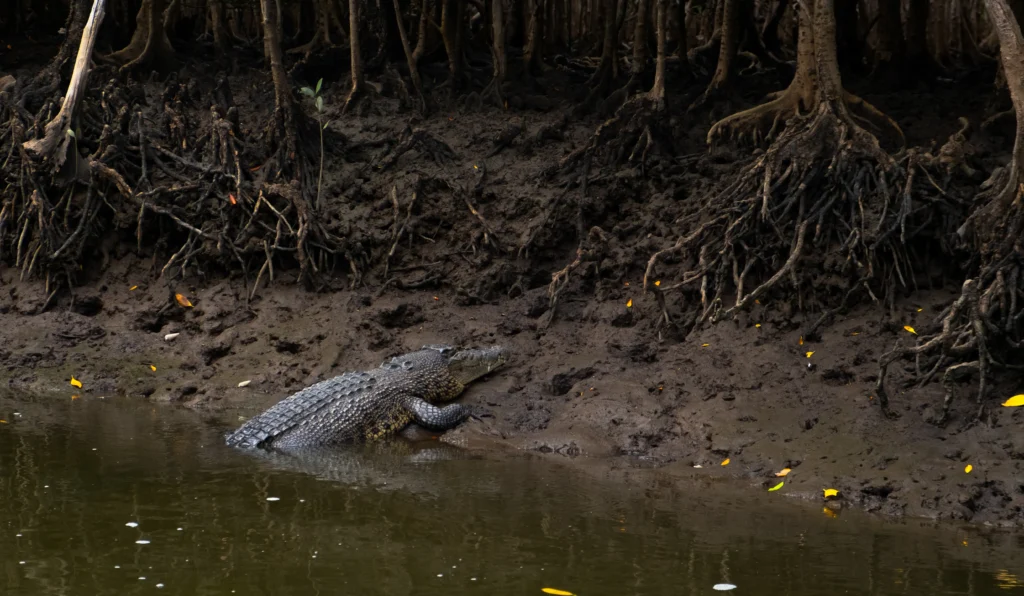 wild crocodile basking on a river bank